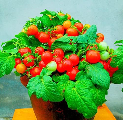 MOCCUROD 100 Seeds Indoor Cherry Tomato Dwarf Red and Yellow Tomato Rare Vegetable Heirloom Seeds - Image 4