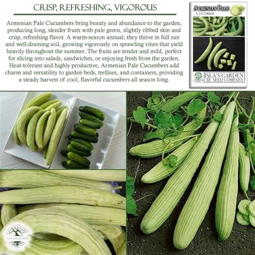 Armenian Pale Green Cucumber Seeds (Cucumis sativus) – 100+ Non-GMO & Heirloom Seeds for Planting, Long Crisp Light-Green Cucumbers for Fresh Eating & Salads, by Isla’s Garden Seeds, Gift Idea - Image 5