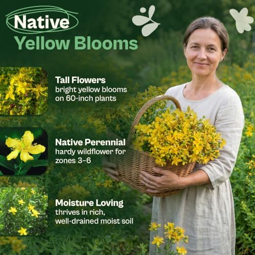 SVI 3500 St Johns Wort Seeds (Hypericum pyramidatum) – Giant St. John's Wort Wildflower Seed Packets – Yellow Native Herb Seed, Perennial Flower Seeds Packets for Outdoor Garden, Flower Beds - Image 3