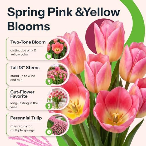 10 Pink Tulip Flower Bulbs Triumph Tom Pouce Tulipa Non GMO - Image 2