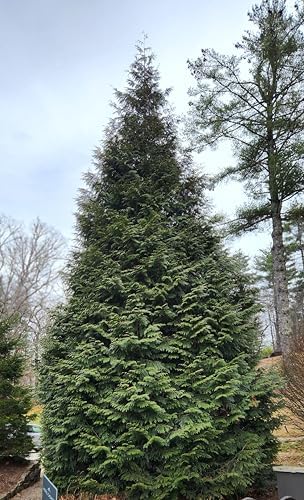 Thuja Green Giant Arborvitae Tree, 3 Inch Pot - Image 4