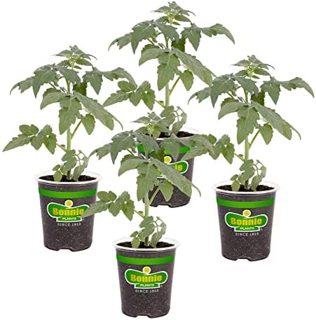 Bonnie Plants Big Boy Tomato Live Vegetable Plants - 4 Pack, 6 - 10 Ft. Plants, 16 - 32 Oz. Tomato Size by BonniePlants