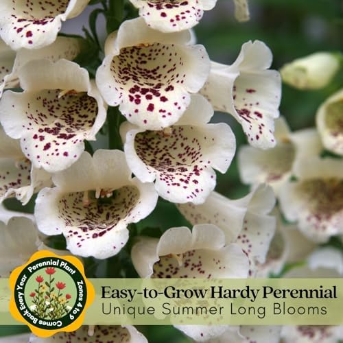 Clovers Garden Foxglove Dalmatian Mix Plants Two (2) Live Plants Non-GMO - Each 4" to 8" Tall in 4" Pots Heirloom Perennial, Pollinator Friendly Lavender, Purple, Pink, Cream, and White - Image 5