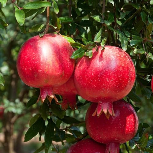 Perfect Plants Afganski Russian Pomegranate Tree, 1 Gallon - Image 2