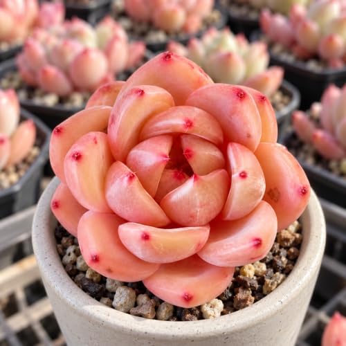 Echeveria 'Champagne' 2 Inch Bare Root Live Succulent Plant for Collectors - Image 3