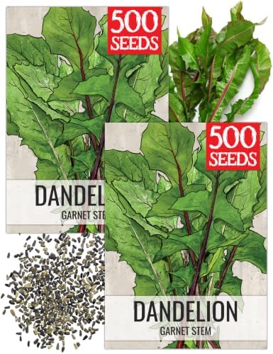 Seed Needs Garnet Stem Dandelion Seeds to Plant an Herb Garden - 2 Packs by SeedNeeds