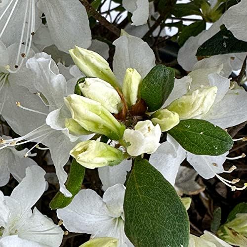 Delaware Valley White Azalea, Live Evergreen Flowering Shrub, 3 Gallon - Image 2