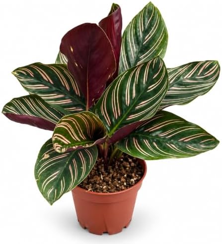 Calathea Ornata Live Plant, 2 Inch Pet Safe Indoor Houseplant by NYCitySucculents