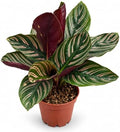 Calathea Ornata Live Plant, 2 Inch Pet Safe Indoor Houseplant by NYCitySucculents