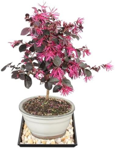 Brussel's Bonsai - Medium Live Bonsai Tree with Tray, Potted Indoor Plant - Image 2