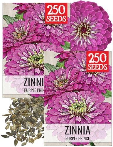 Seed Needs Purple Prince Zinnia Seeds to Plant Cut Flowers - 2 Packs by SeedNeeds