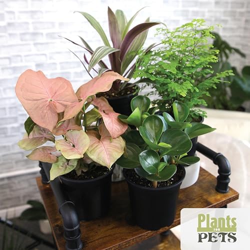 Essential Houseplant Collection (4PK) Live Plants Indoor Plants Live Houseplants in Plant Pots, Easy House Plants Indoors Live, Snake Plant, Pothos in Potting Soil, Clean Air Plants by Plants for Pets - Image 4