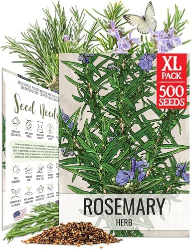 Seed Needs Rosemary Seeds to Plant Non-GMO Heirloom Culinary Herbs XL Pack by SeedNeeds