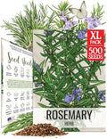 Seed Needs Rosemary Seeds to Plant Non-GMO Heirloom Culinary Herbs XL Pack by SeedNeeds