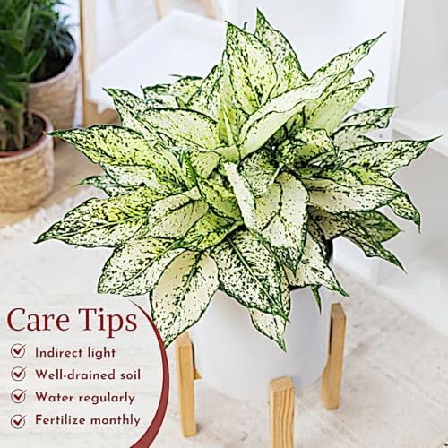Fam Plants Live Aglaonema Chinese Evergreen Collection (4 Pack) Houseplants - Image 6