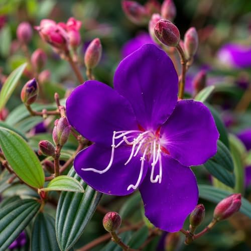 Tibouchina Dwarf Princess | 10 Live Plants | Tibouchina Urvilleana | Purple Blooms, Flowering Shrub, Tropical Evergreen, Patio Accent, Low Maintenance, Fast Growing, Garden Landscaping - Image 3