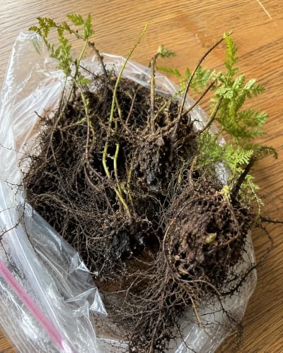 5 Christmas Fern Bare Root Live Plants (Polystichum acrostichoides) - Image 5