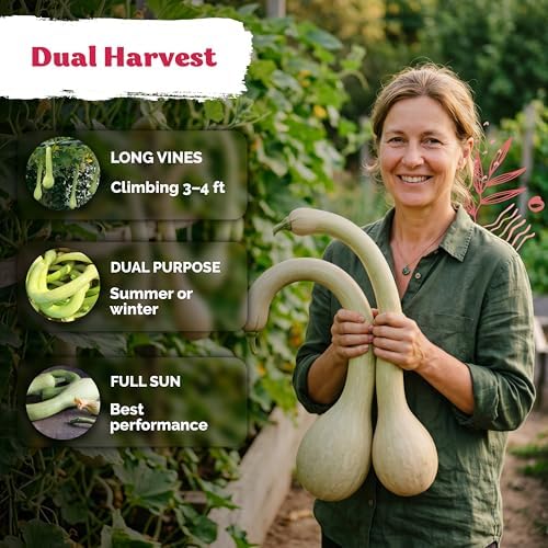 40 Tromboncino Squash Heirloom Vegetable Seeds, Cucurbita Moschata - Image 4