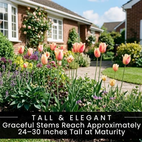 25 Blushing Lady Tulip Bulbs for Fall Planting | Pink Yellow Spring Flowers - Image 7