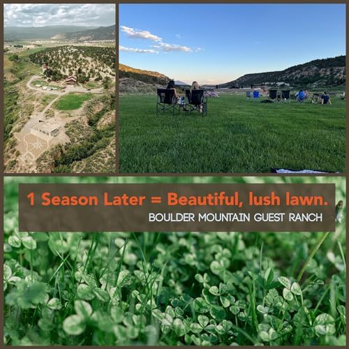 Mountain Valley Seed Co Micro Clover Seed for Lawn - 1 Lb - 400,000 - Image 5