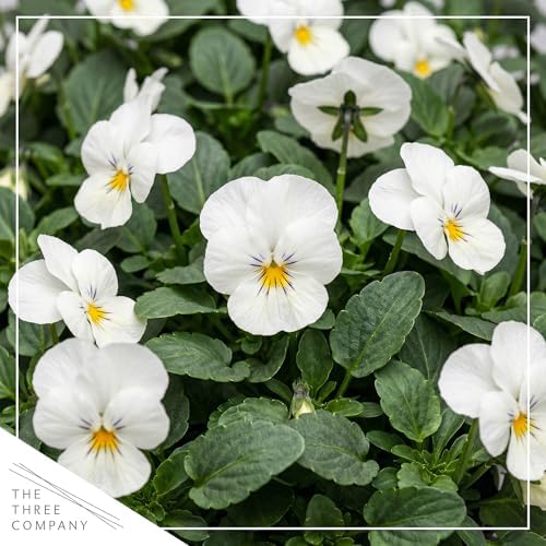 Pansy - White Blotch (4 Pack), Live Winter Flowering Annual, Beautiful Winter Color, 6" Tall by 4" Wide in 1 Pt Pot - Image 2