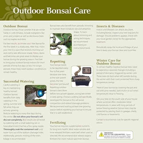 Brussel's Bonsai - Small Maple Live Bonsai Tree, Potted Outdoor Plant - Image 4