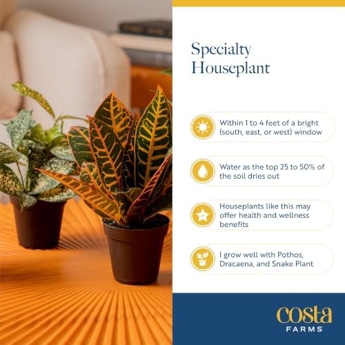 Costa Farms Live Indoor Houseplant Pack, Live Indoor Plants, Easy Care - Image 6