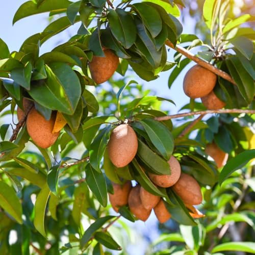 Sapodilla Tree Live Plant, 4-6 Inc, Sweet Fruit Plant Outdoor - Image 3