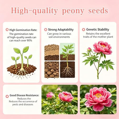 Peony Seeds, Mixed Colors Perennial Garden Flower Fragrant Blooms, 50 Seeds - Image 2