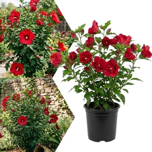Red Althea Rose of Sharon Plant Live, 6-10" Tall in Quart Pot by AKTRD
