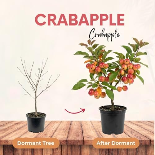 Live Crabapple Plant, 6-10 Inches Tall - Image 2