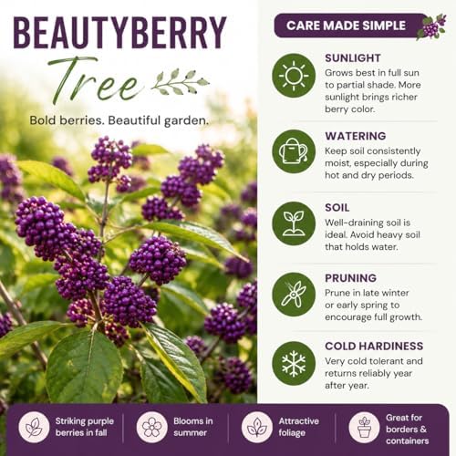 Purple Beautyberry Shrub Live Plant, Purple Berries, 4'' Pot - Image 4