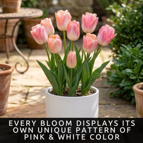 25 Kunyun Tulip Bulbs | Color-Changing Darwin Hybrid Tulips for Spring Beds - Image 7