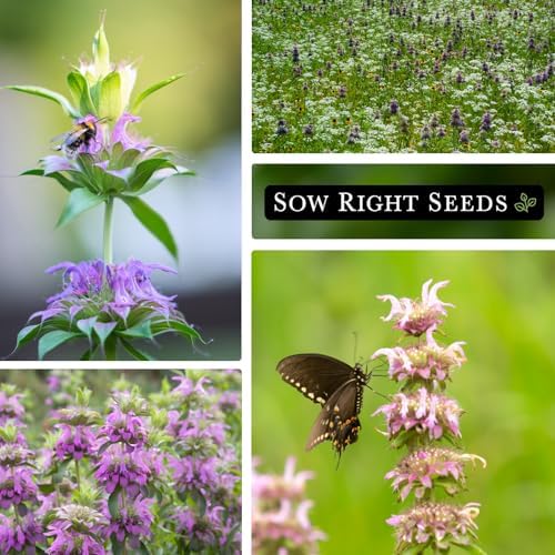 Sow Right Seeds - Lemon Mint Seed for Planting Perennial Medicinal Herb 3pk - Image 4