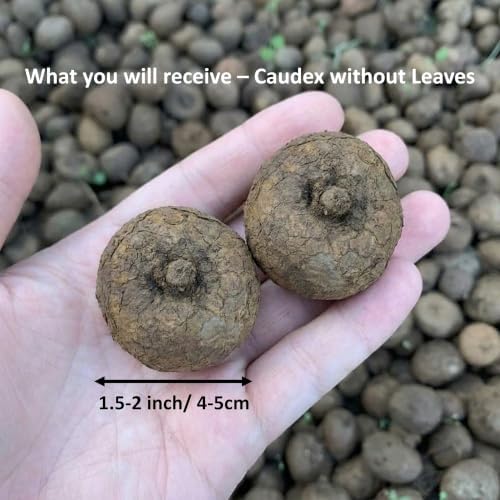 Stephania Cepharantha 1 Caudex, Easy Care Live Plant Rare Succulent - Image 3