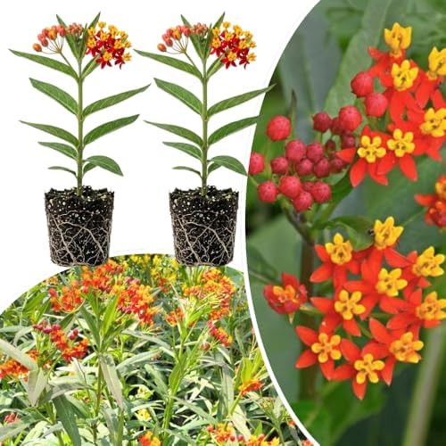 2 Red Milkweed Live Plants, Hardy Garden Plant, 4-6 Inch Tall by Unknown