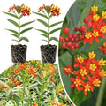 2 Red Milkweed Live Plants, Hardy Garden Plant, 4-6 Inch Tall by Unknown