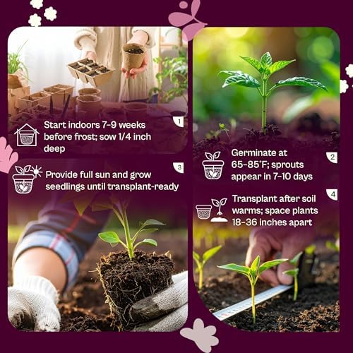SVI 50 Black Cherry Tomato Seeds (Solanum Lycoperscium) - Black Cherry Tomatoes Seed Packets, Sweet Heirloom Tomato on Vine - Non GMO Vegetable Seeds for Outdoor & Indoor Garden, Containers - Image 5