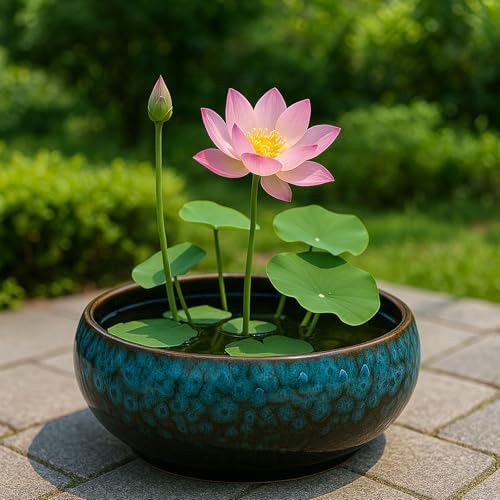 Oncpcare Lotus Bowl Planter – Glazed Ceramic Water Plant Pot for Indoor Outdoor Use, Shallow Hydroponic Vase for Lotus Seeds, Succulents, Bonsai, Water Lily Arrangement (Blue) - Image 5