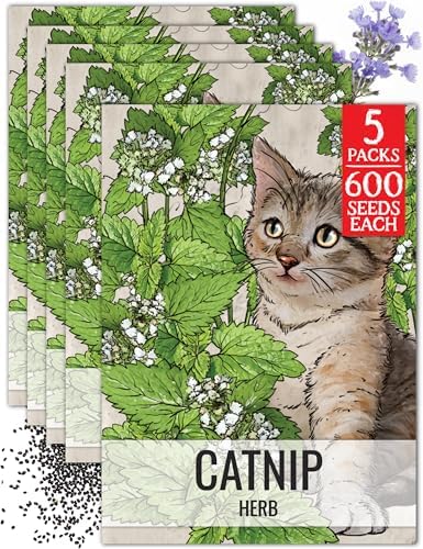 Seed Needs Catnip Seeds to Plant an Herb Garden - 5 Packs by SeedNeeds