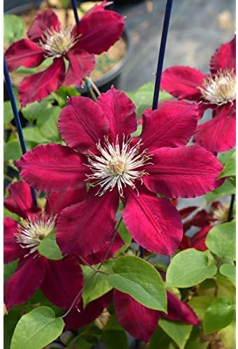Raymond Evison Clematis - Clematis Rebecca (Clematis) Perennial, red flowers, 8`` - Size Container - Image 3