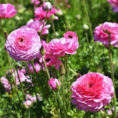 25 Pink Ranunculus Bulbs for Fall Planting, Ranunculus Flower Spring - Image 2