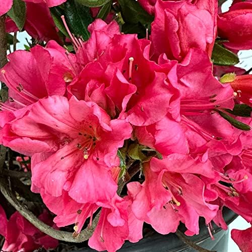 Girard's Rose Azalea, Live Evergreen Flowering Shrub, 3 Gallon - Image 2