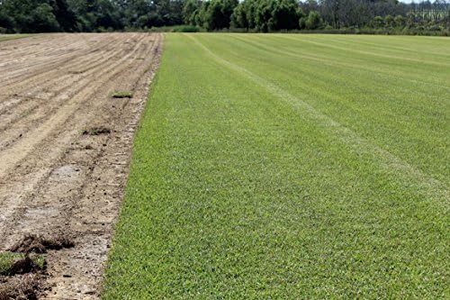 Centipede Grass Seed 5 Pound - Image 4