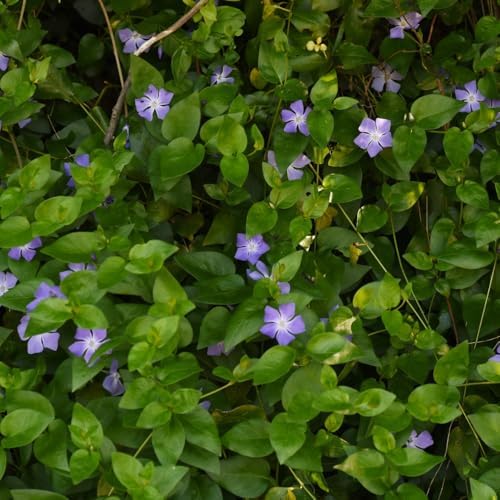 Vinca Minor Ground Cover Plants, Periwinkle Plants Live, 4 Inch Pot, Evergreen Groundcover Vine with Purple Flowers - Image 7
