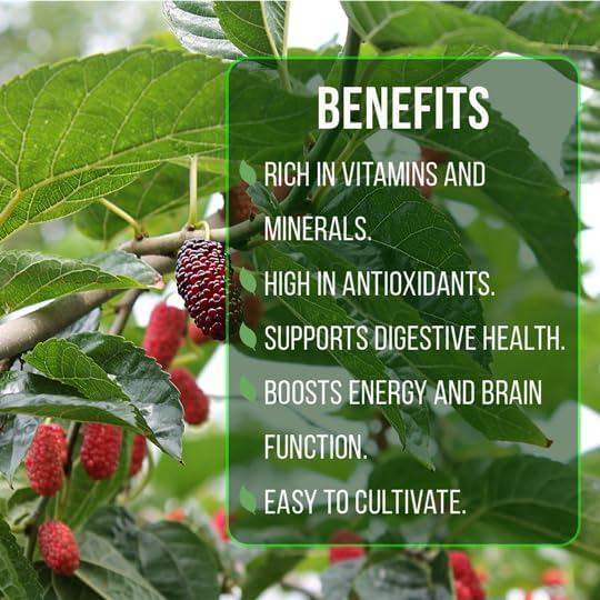 Mulberry Illinois Everbearing Plant (4 Pack) | Real Live Fruit Plants for Sale| Easy to Grow Live Plants for Organic Gardens | Organic Landscaping, and Indoor or Outdoor Planting. - Image 6