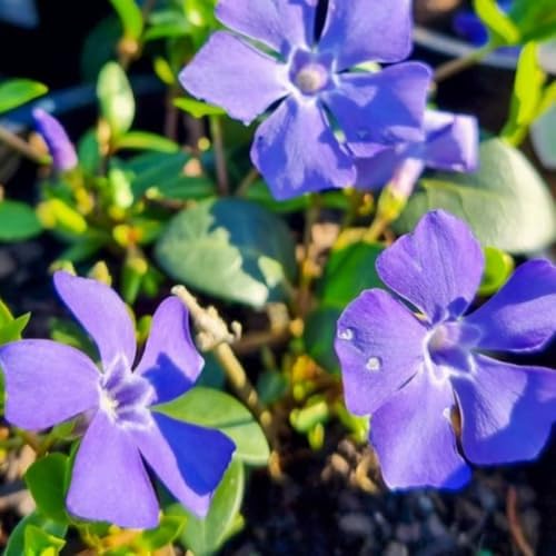60 Purple Vinca Periwinkle Live Plants, Flowering Plant - Image 4