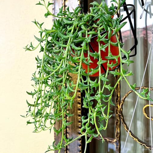 Sprout N Green String of Dolphins, Live Succulent Plant Fully Rooted in 4" Pot with Soil, Trailing Houseplant for Home Office Wedding Hanging Decor DIY Projects Party Favor, Keep Away from Pets - Image 2