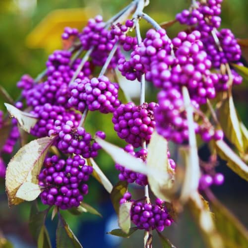 American Beautyberry Live Plant, Border Landscape Shrub, 4 Inch Pot - Image 6