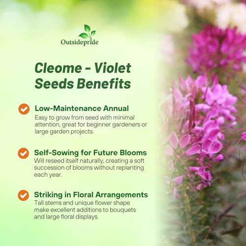 Outsidepride Violet Cleome Seeds - 1000 Pcs Annual Flower Seeds with Large, Airy, Spidery Blooms, Drought Tolerant Spider Plant for Xeriscaping, Flower Bed, Border, Pollinator, & Cut Flower Garden - Image 3